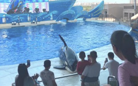 海洋公園一日游作文