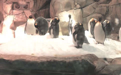 海洋公園一日游