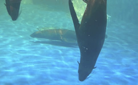 游杭州極地海洋公園