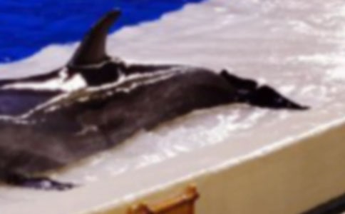 (優秀)海豚的自述作文9篇