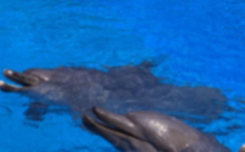 海豚的自述作文實用【9篇】