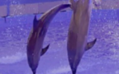 海豚查戶口作文