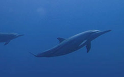 海豚的作文實用【15篇】