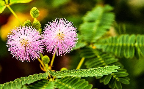 含羞草作文(集錦10篇)