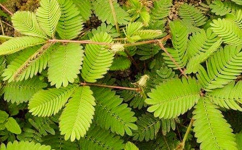 含羞草的秘密作文(10篇)