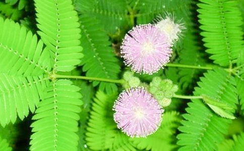 含羞草作文【共11篇】