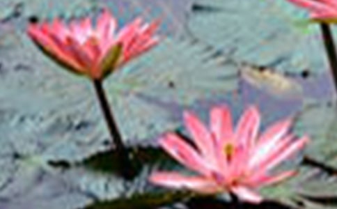 讀后感荷花作文