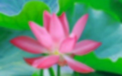 描寫荷花的詩句(熱)