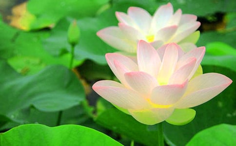 描寫荷花的詩句匯編15篇