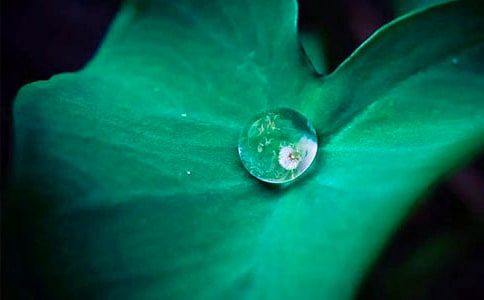 荷葉的作用與副作用分別有哪些