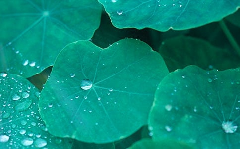 荷葉的秘密作文