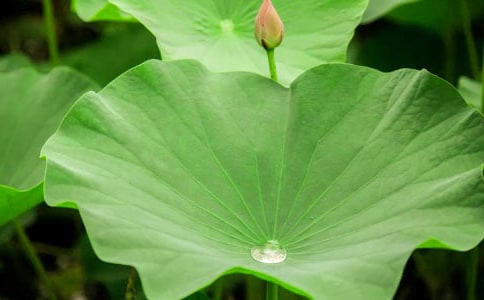 我是一片荷葉作文