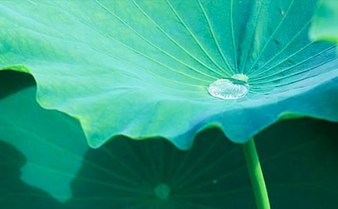 荷葉減肥配方專治水腫