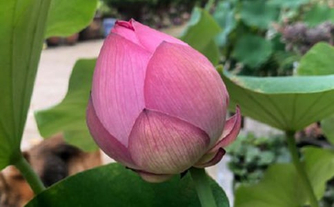 荷葉與紅蓮讀后感