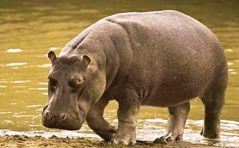 河馬先生的結束語的故事