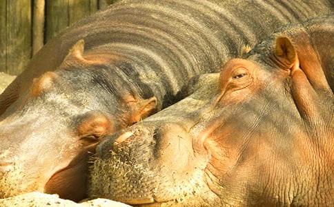 河馬先生的創(chuàng)意小屋