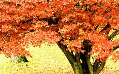 題紅葉原文及賞析