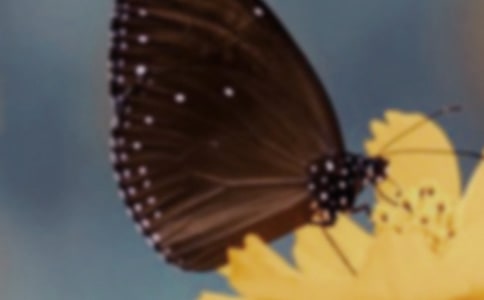 梁祝之蝴蝶傳說