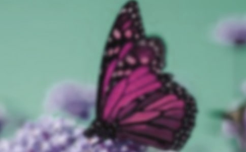 愿在努力的每個春天,都有美麗的蝴蝶輕輕的飛過