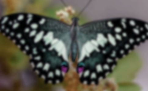 夢是蝴蝶的翅膀