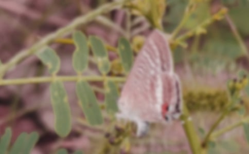 蝴蝶效應觀后感范文