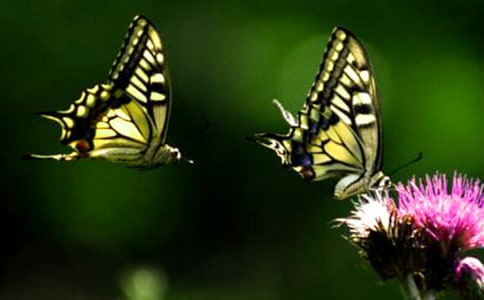 捉蝴蝶看圖寫話15篇(精)