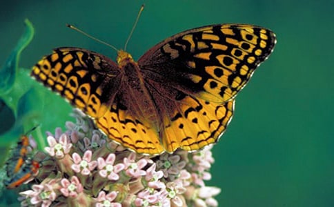 范文:美麗的蝴蝶仙子