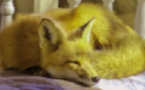 (經典)獅子和狐貍的故事