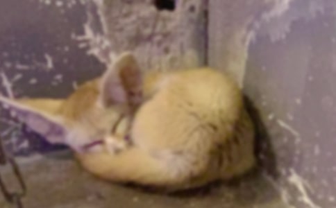 ��ʳ����ĺ�؂��������