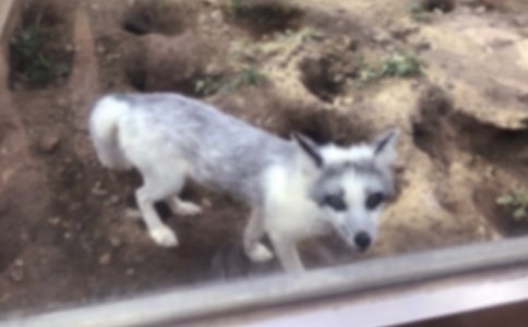 烏鴉和狐貍續(xù)寫20篇