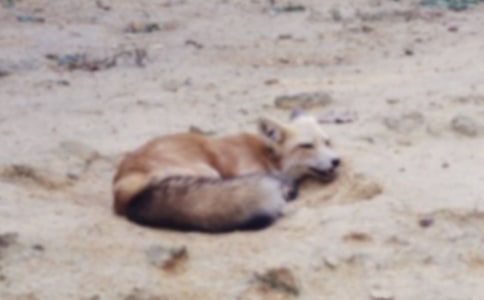 小白兔和狐貍的故事