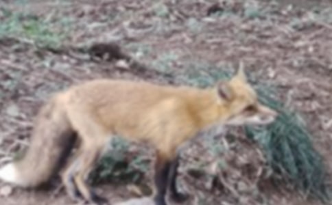 狐貍騎老虎的歇后語