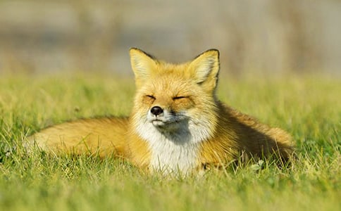 續編《狐貍和烏鴉》