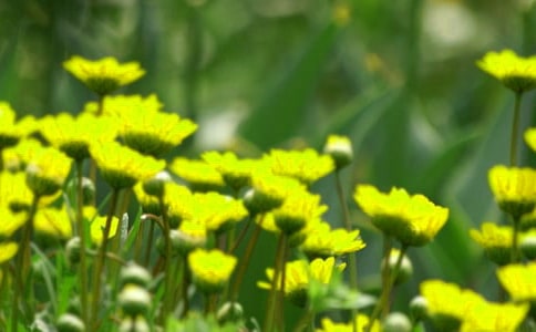 (優)開在記憶深處的花朵作文15篇