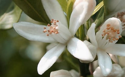 開在心中的花朵作文