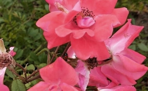 綻放的花朵作文(通用28篇)