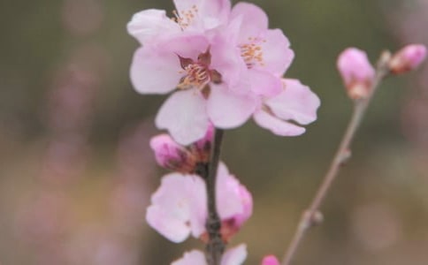 開在記憶深處的花朵作文