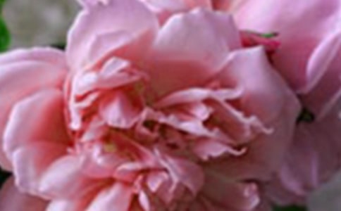 開在記憶深處的花朵作文15篇【精品】