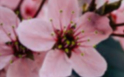 綻放的花朵作文