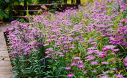 小花園作文5篇【精華】