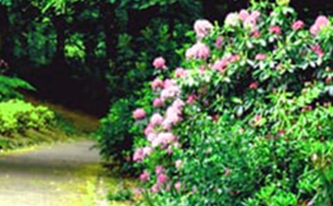 潮汕出花園作文