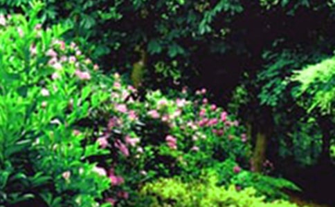 (合集)我家的花園作文14篇