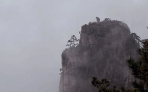 黃山迎客松簡介