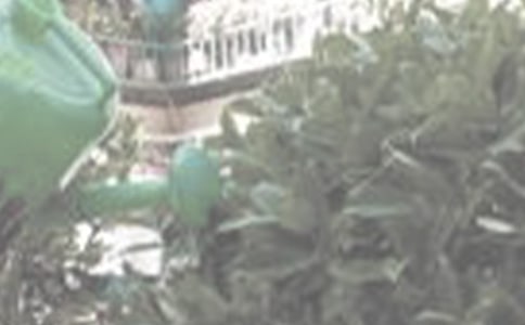 澆花的作文(匯編15篇)