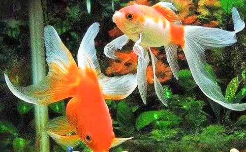 (推薦)小金魚作文