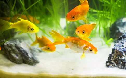 我家的小金魚作文(經典15篇)