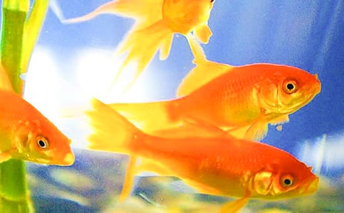 養(yǎng)金魚作文大全15篇