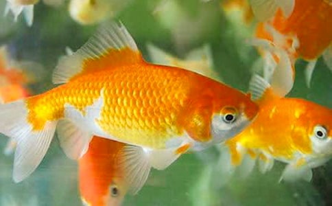 我的小金魚作文大全15篇