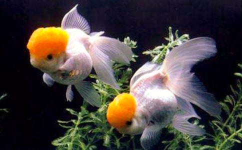 金魚的樂趣作文