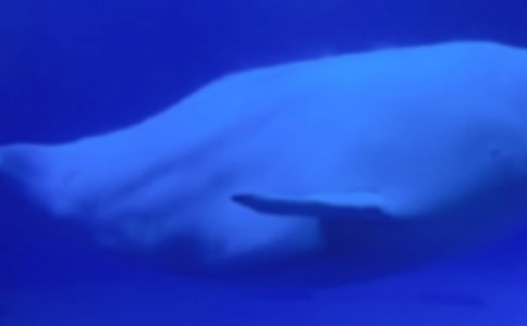 我是一頭鯨魚作文